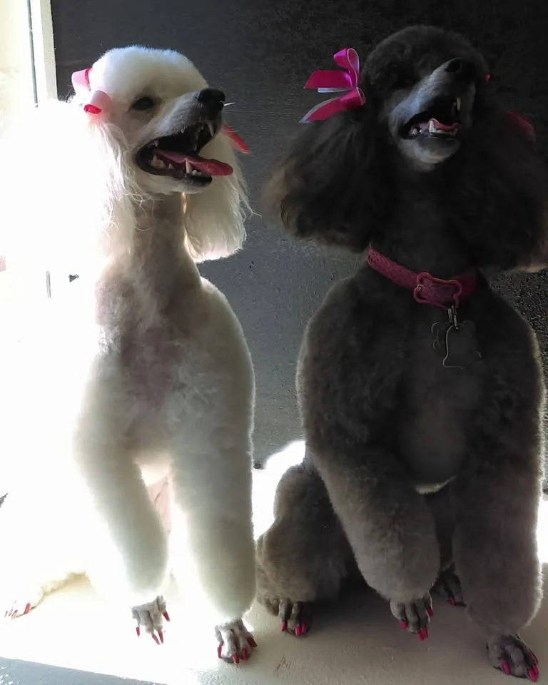 A white and a silver standard poodle freshly groomed with pink bows
