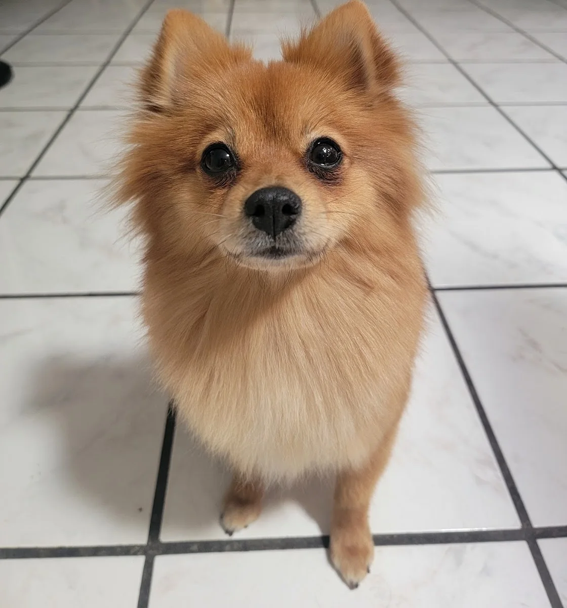 A fluffy orange Pomeranian looking up at the camera after a groom