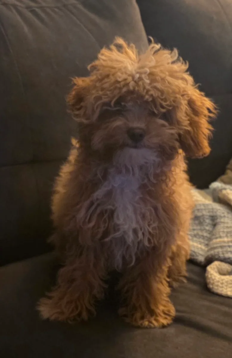 A red toy poodle puppy fresh from a first groom