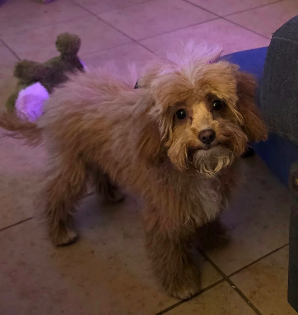 An apricot doodle freshly trimmed under the salon lights