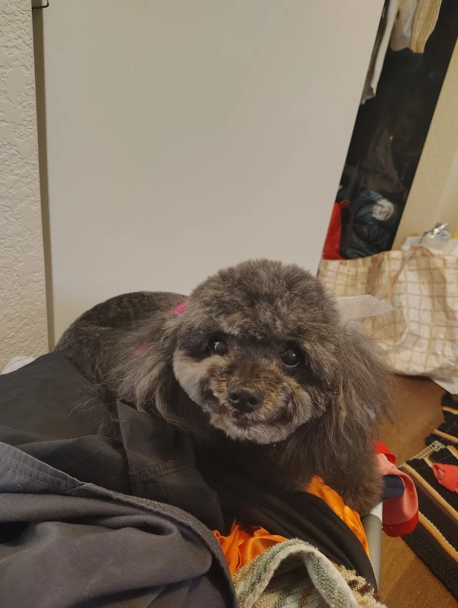 A senior gray toy poodle with a clean rounded face trim and a small bow