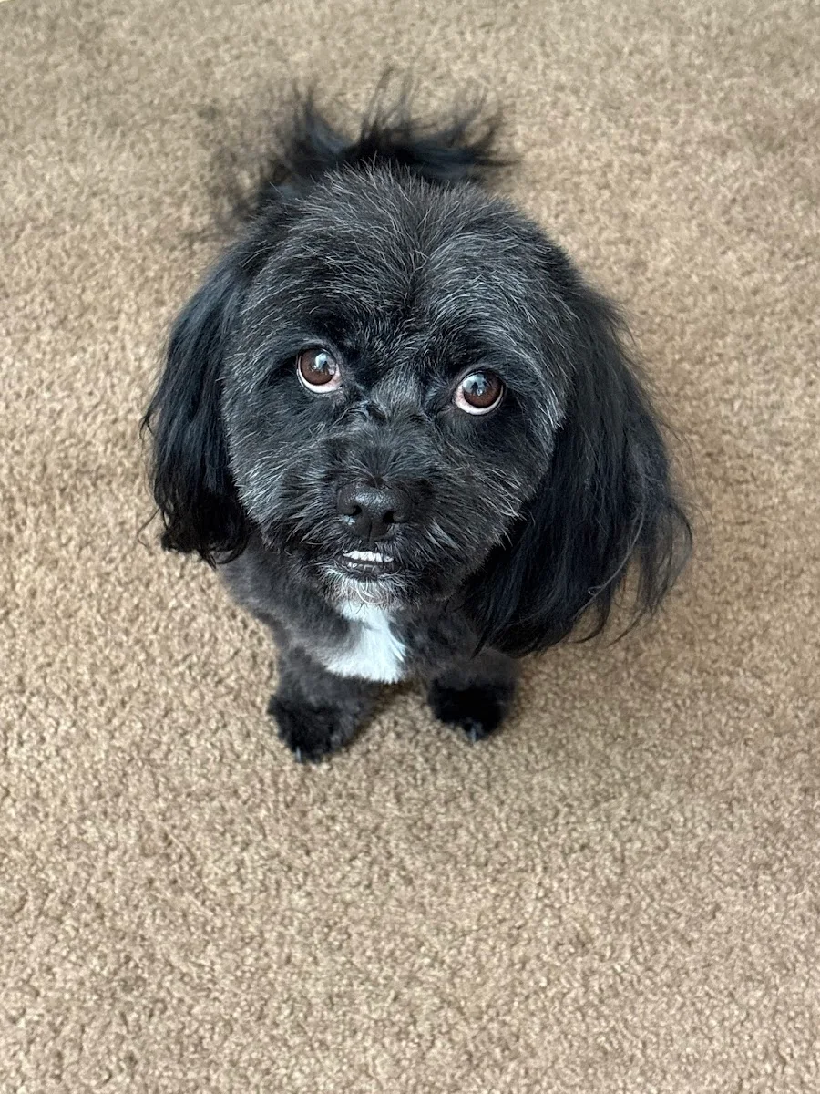 A small black shih tzu mix after a groom