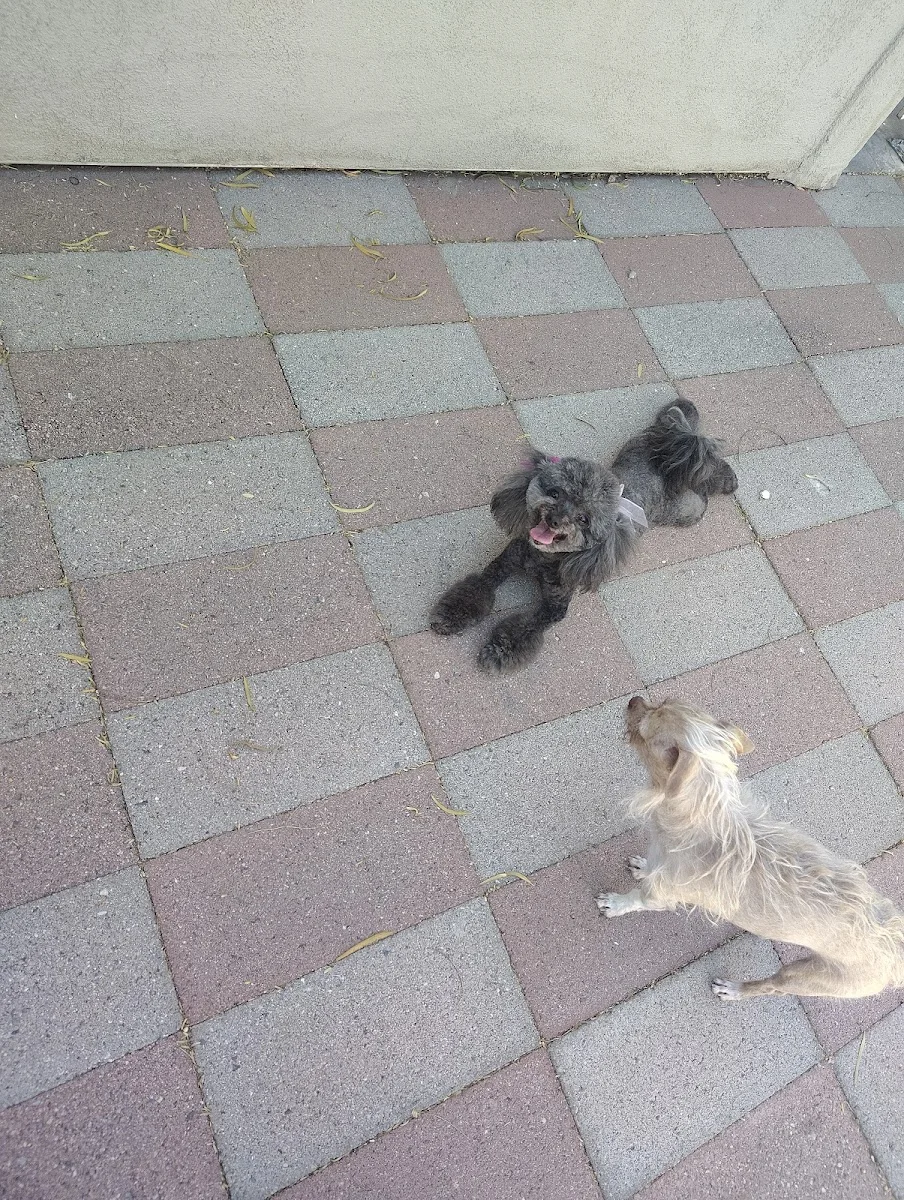 Two freshly groomed dogs resting together after their appointment